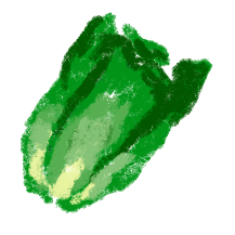 lettuce